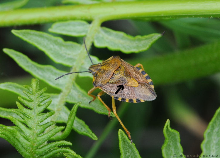 Carpocoris  pudicus del Chianti